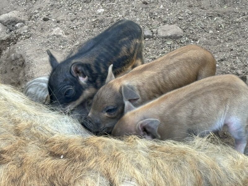 Three piglets nursing from a mother pig in a dirt enclosure, showcasing their varying colors and playful demeanor.
