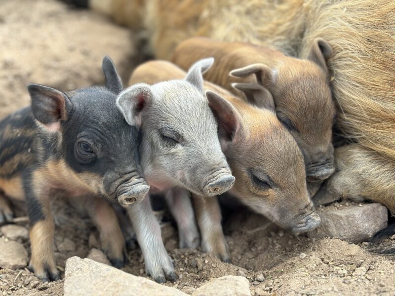 Four adorable piglets of varying colors snuggle closely together on a bed of dirt and stones, showcasing their playful and affectionate nature.