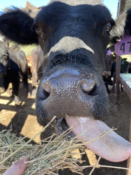 Close-up of a black cow's face, with its tongue extended while eating hay. The cow is in a barn setting, surrounded by other cows in the background.