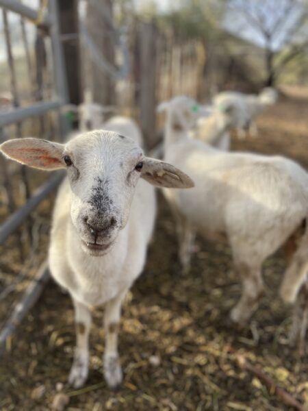Close-up of a curious white sheep with distinctive markings, standing in a farmyard with other sheep in the background. The scene showcases a rural setting with natural elements and a wooden fence.