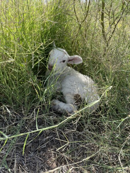A young white lamb resting among tall green grass, partially hidden in a natural setting, showcasing its soft fur and curious expression.