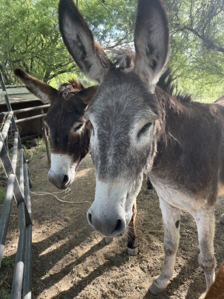 Two donkeys standing close together in a shaded area, surrounded by greenery. The donkey in the foreground has gray fur and prominent ears, while the one behind is darker with a lighter snout. The setting indicates a farm or rural environment.