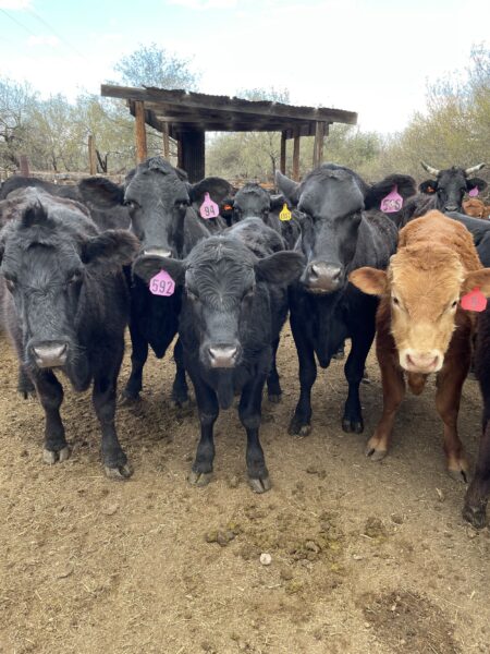 Herd of cattle with identification tags in a farm setting, featuring a mix of black and brown cows standing in front of a wooden structure under a clear sky.