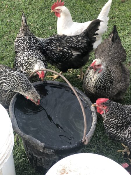A group of chickens, including speckled and white varieties, gather around a water container in a grassy area, demonstrating their natural behavior in a farm setting.