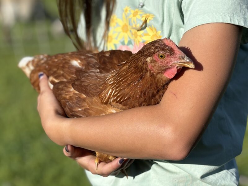 A person holding a brown chicken gently in their arms, showcasing a close bond between humans and farm animals in a sunny, green outdoor setting.