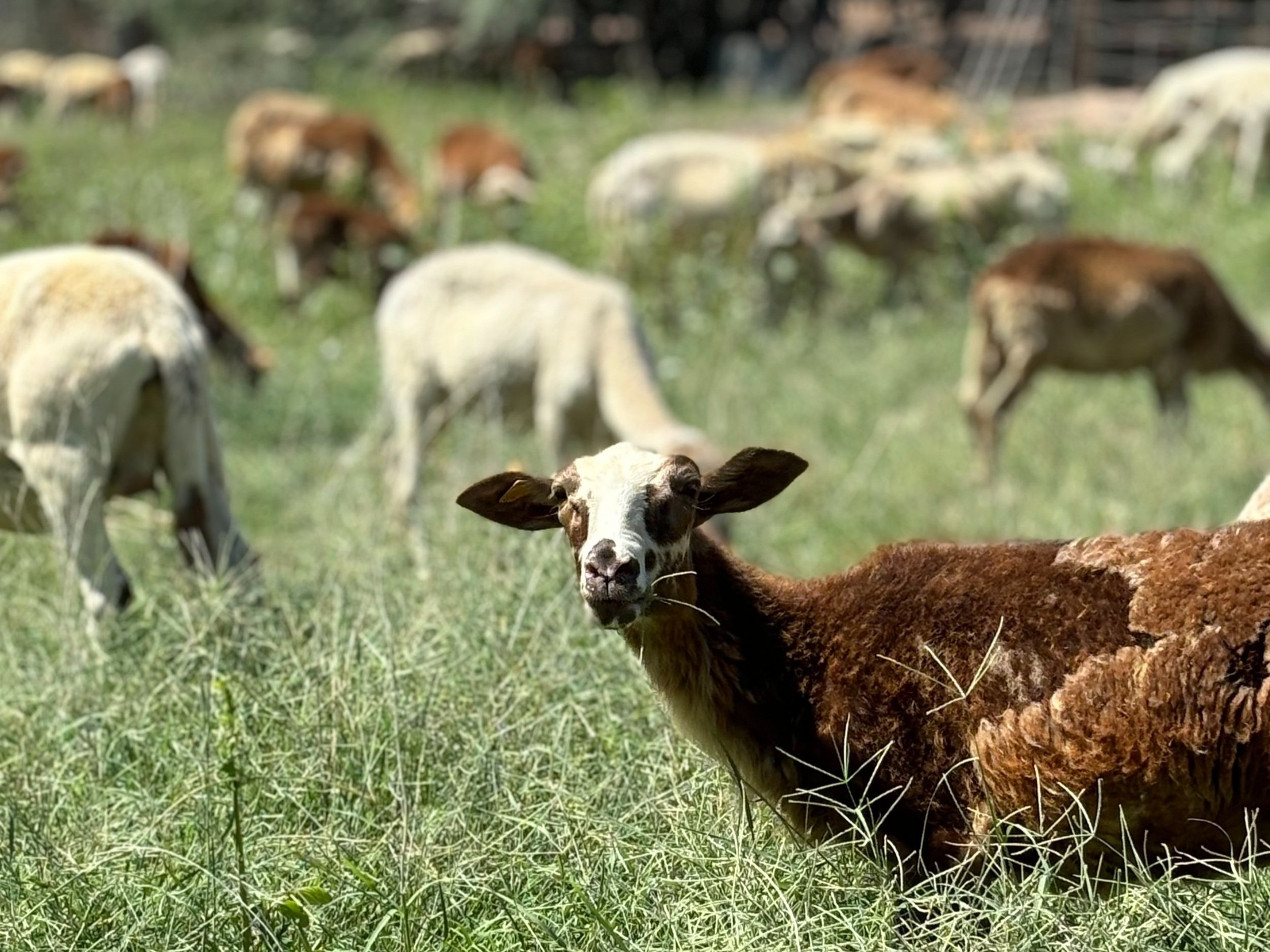 Christie+Heartquist+-+IMG_4771 A brown and white goat grazing in a lush green field, surrounded by a herd of sheep in the background. The image captures a peaceful rural scene showcasing livestock in a natural setting.