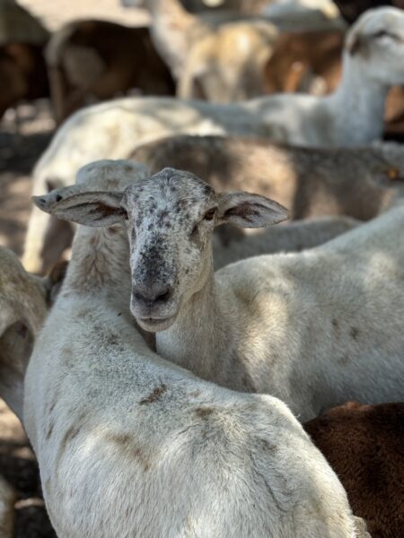 A close-up of a sheep standing among a flock, showcasing its distinctive features and woolly texture, with blurred sheep in the background. The image captures the natural habitat of the sheep, highlighting their pastoral environment.
