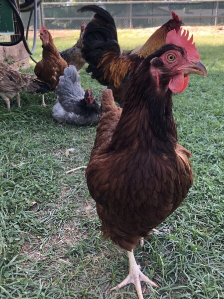 Brown hen standing in green grass with other chickens in the background, showcasing a peaceful farmyard setting.