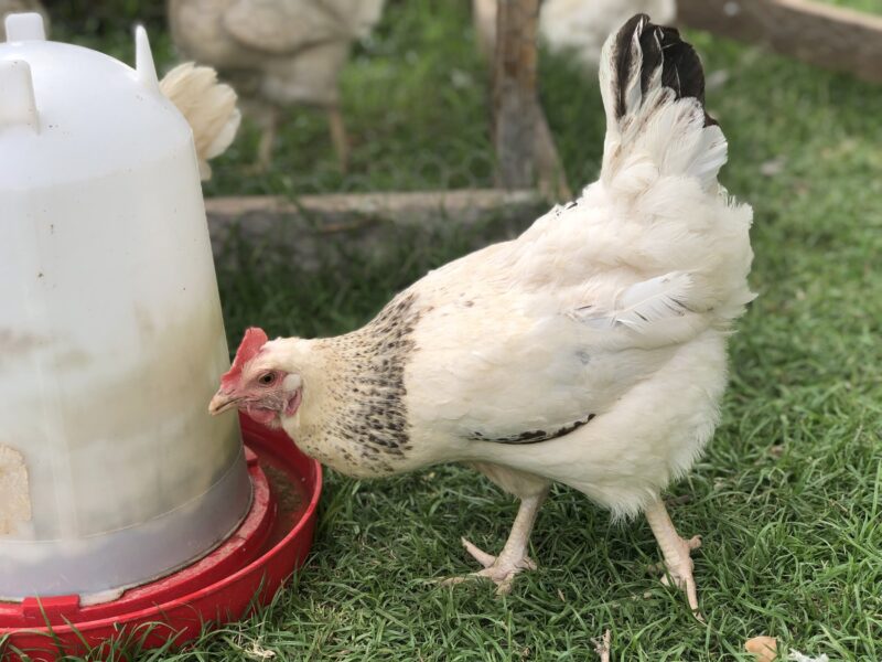 A white chicken with speckled feathers is drinking from a red water feeder in a grassy yard, surrounded by other chickens in the background.