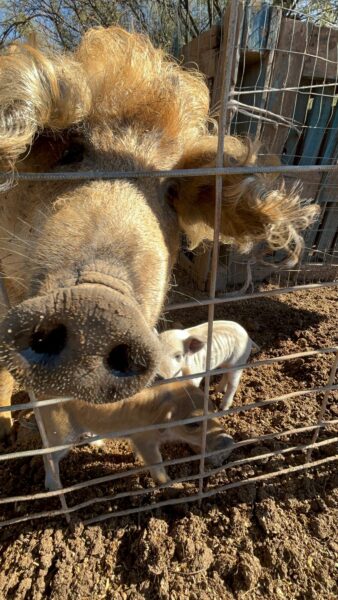 Close-up of a pig with curly hair and two piglets behind a wire fence in a farm setting, showcasing the animals in their natural environment.