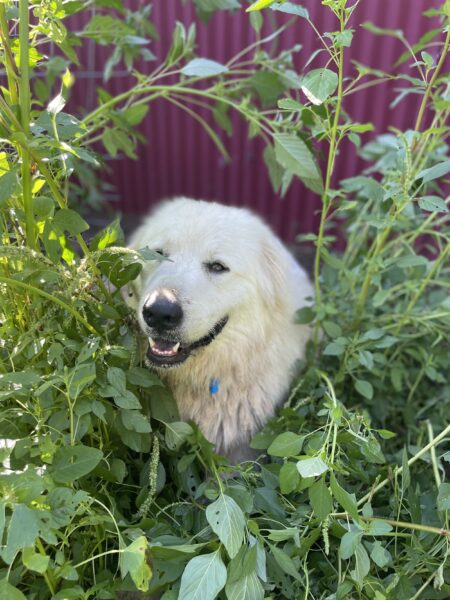 Fluffy white dog sitting among lush green plants, smiling happily in a garden setting.