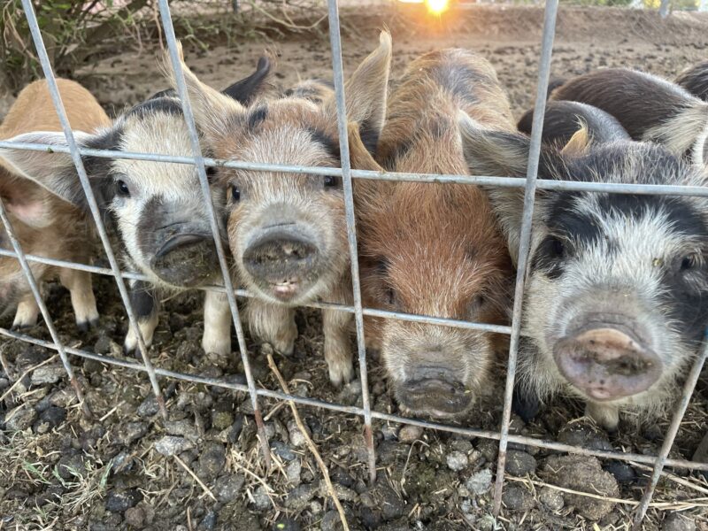 Group of adorable piglets looking through a wire fence, showcasing their unique colors and expressions in a farm setting.