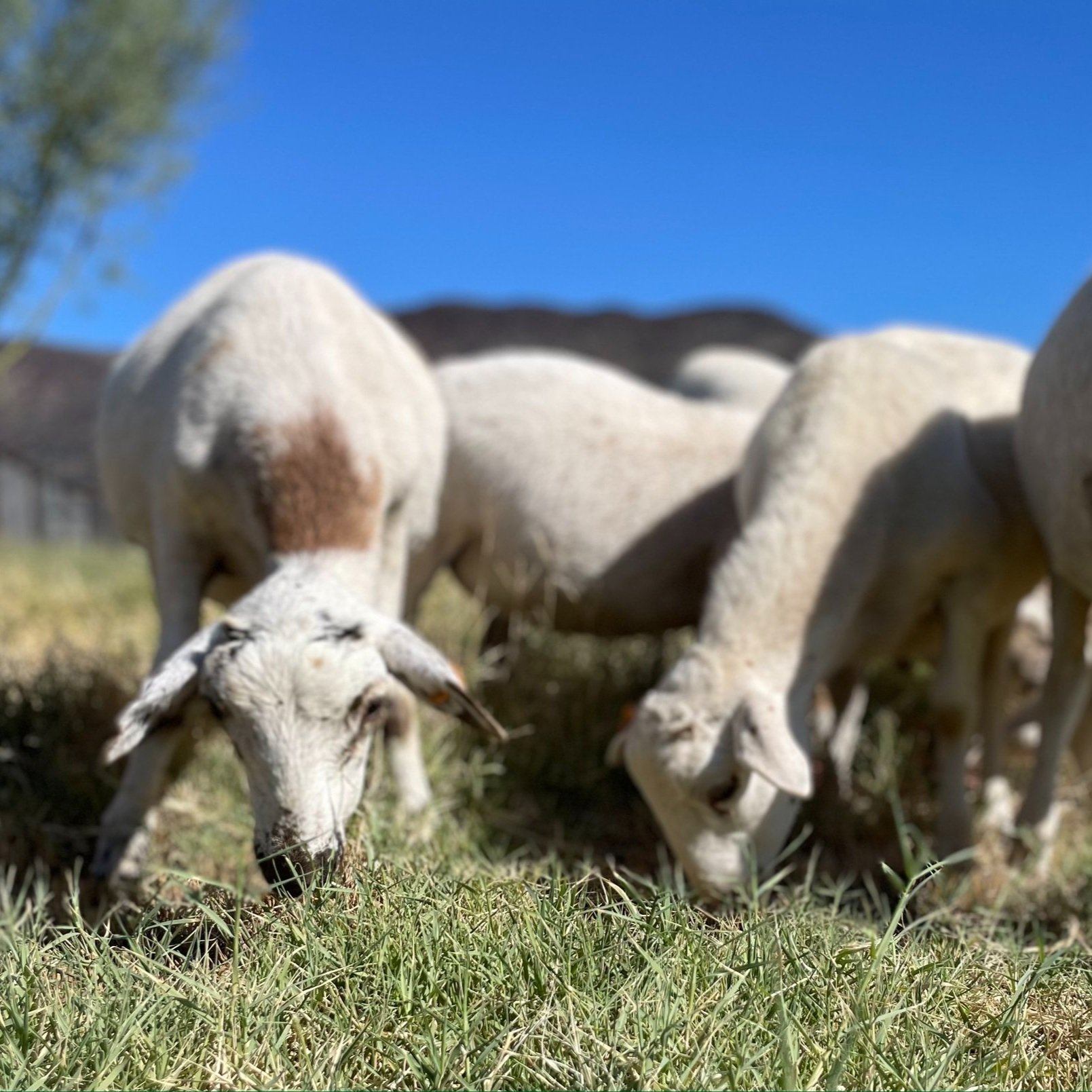 Christie+Heartquist+-+IMG_9157 A group of sheep grazing on lush green grass under a clear blue sky, with a blurred background of hills.